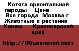 Котята ориентальной пароды  › Цена ­ 12 000 - Все города, Москва г. Животные и растения » Кошки   . Красноярский край